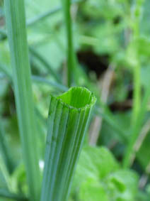 Allium vineale